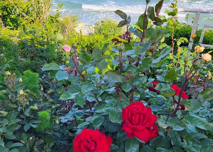 Ozon Vendégház Észak-Eforie